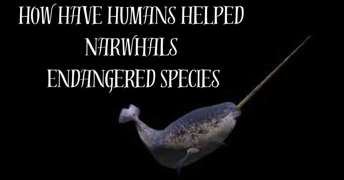 How Have Humans Helped Narwhals Endangered Species